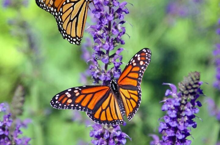 butterfly spiritual meaning