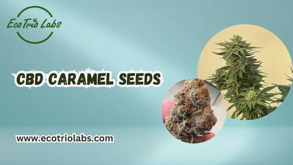 Caramel CBD Seeds