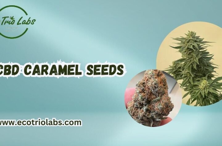 Caramel CBD Seeds