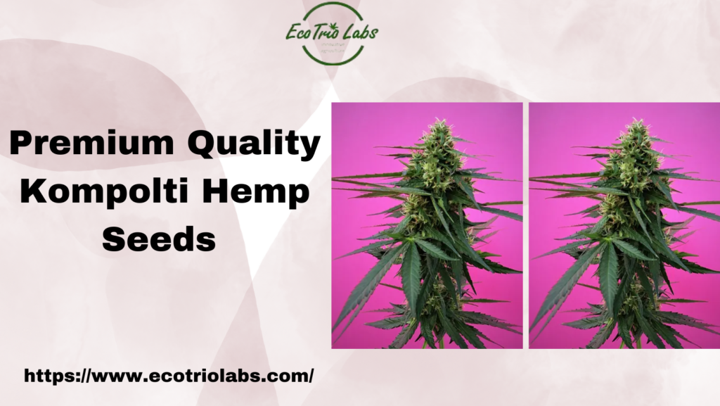 Kompolti Hemp Seeds