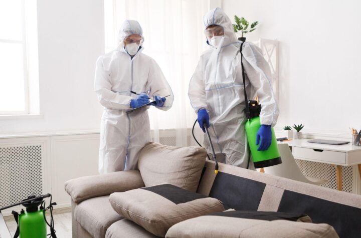 Pest Control Services in Lahore and Termite