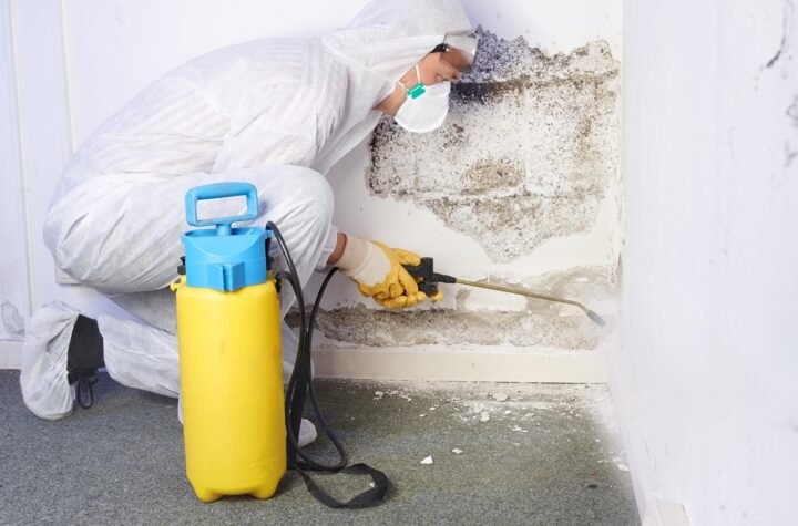 expert mold mitigation services