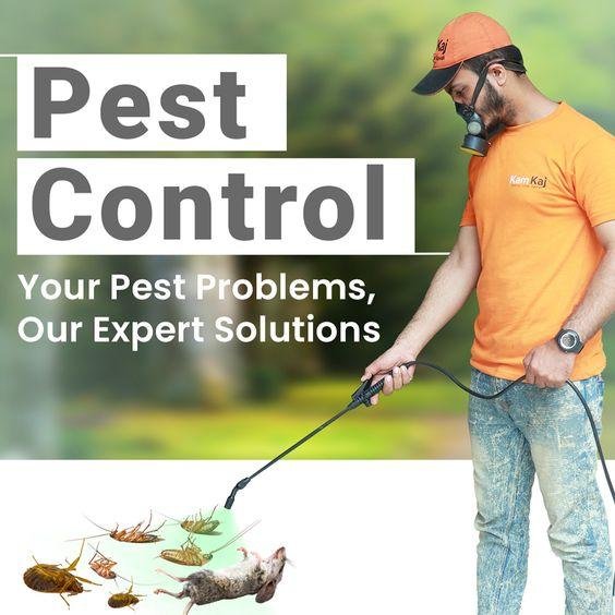 Pest Control Services in Lahore, termite treatment in lahore,