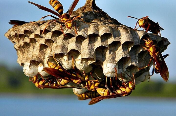 wasps nest removal